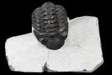 Adrisiops Weugi Trilobite - Recently Described Phacopid #115233-1